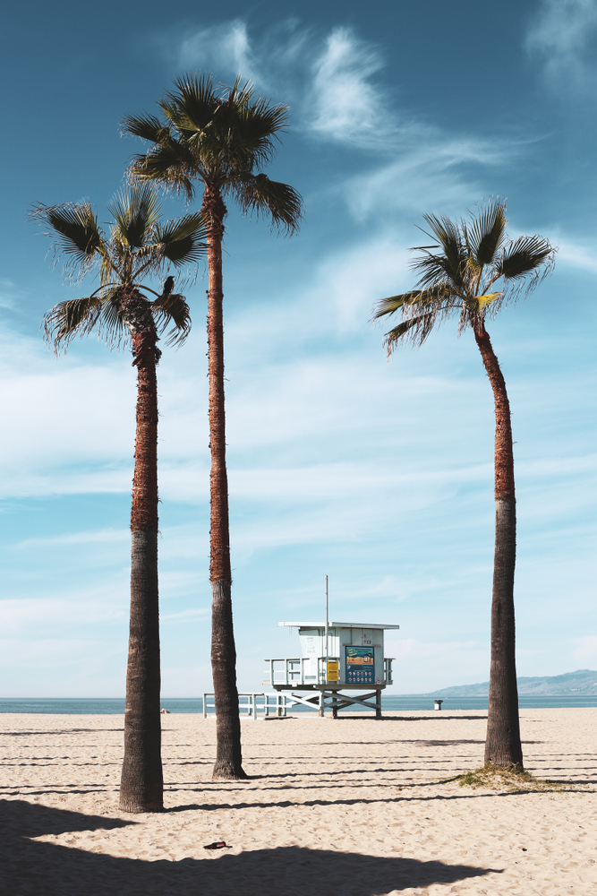 View of a lifeguard tower between palm trees.