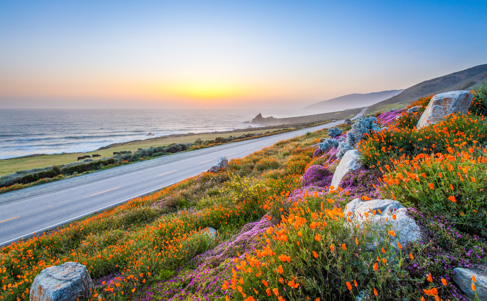 View of wildflowers along a coastal road in California.